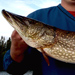 Pike