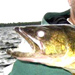 Walleye
